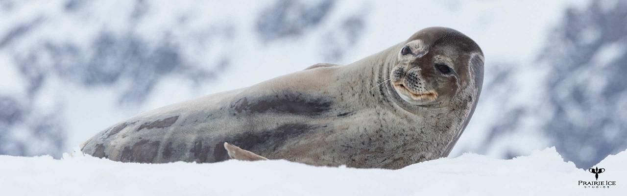 Weddell Seal, Birding Antarctica, Bird watching Antarctica, Falkland Islands, South Georgia, Naturalist Journeys, Wildlife Tour, Wildlife Photography, Ecotourism, Specialty Birds, Endemic Birds, Birding Hotspot 