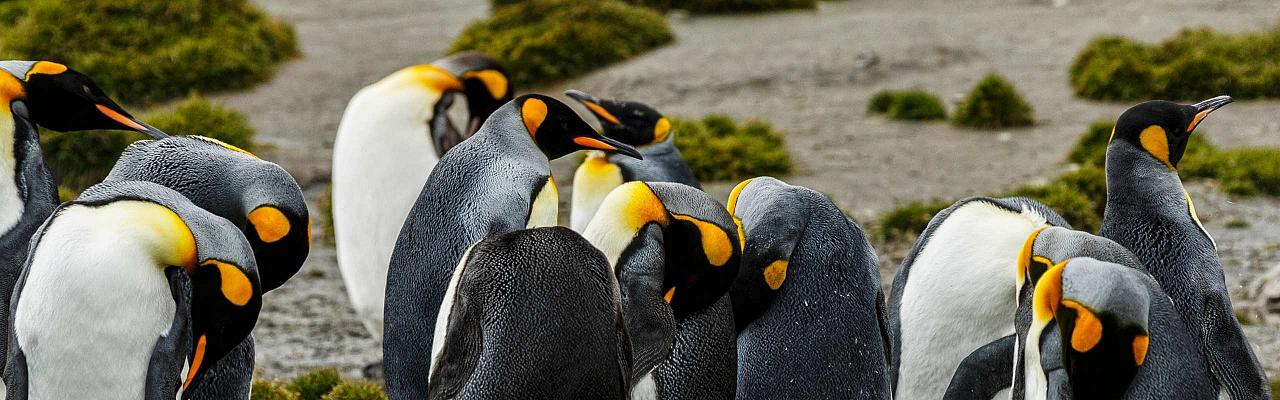 King Penguins, Birding Antarctica, Bird watching Antarctica, Falkland Islands, South Georgia, Naturalist Journeys, Wildlife Tour, Wildlife Photography, Ecotourism, Specialty Birds, Endemic Birds, Birding Hotspot 