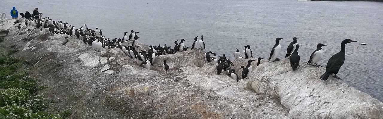 Common Murres, Shag, Finland, Norway, Birdwatching, Guided Nature Tour, Nature Photography, Naturalist Journeys