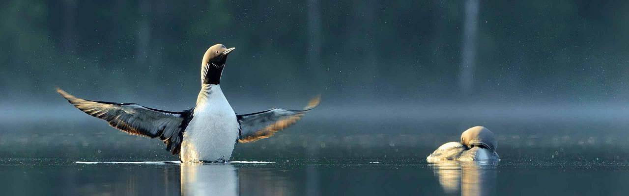 Arctic Loons, Finland Nature Tour, Waterfowl, Norwegian Nature Tour, Guided Nature Tour, Birdwatching, Naturalist Journeys