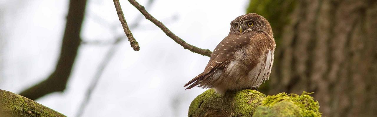 Eurasian Pygmy Owl, Finland, Norway, Guided Nature Tour, Naturalist Journeys