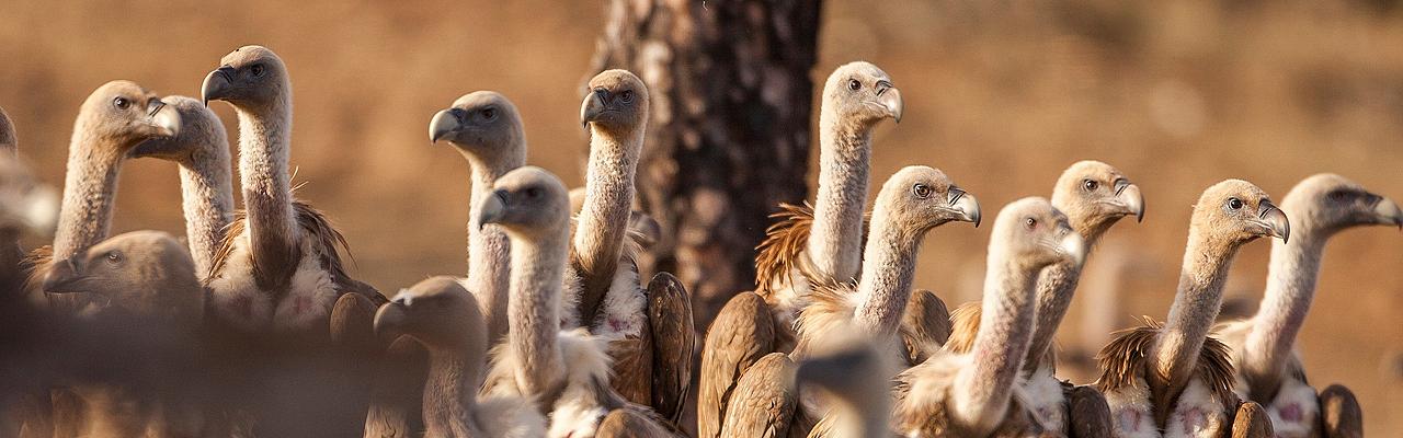 Griffon Vulture, Spain Birding Tour, Spain Nature Tour, Spain, Naturalist Journeys