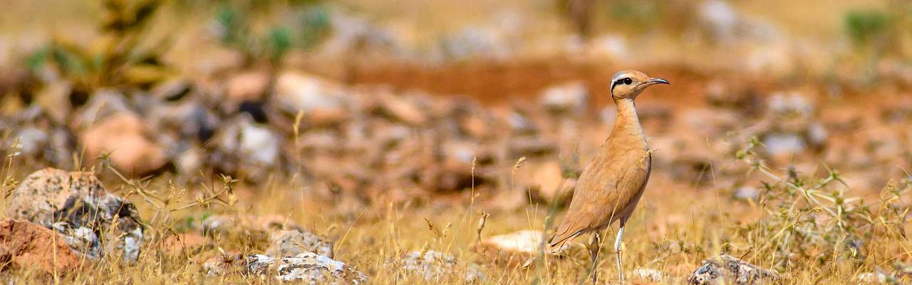 Morocco, Morocco Wildlife, Wildlife Tour, North-African Wildlife, Birdwatching, Photography Tour, Birds of the World, Marrakech, High Atlas Mountains, Desert Landscapes