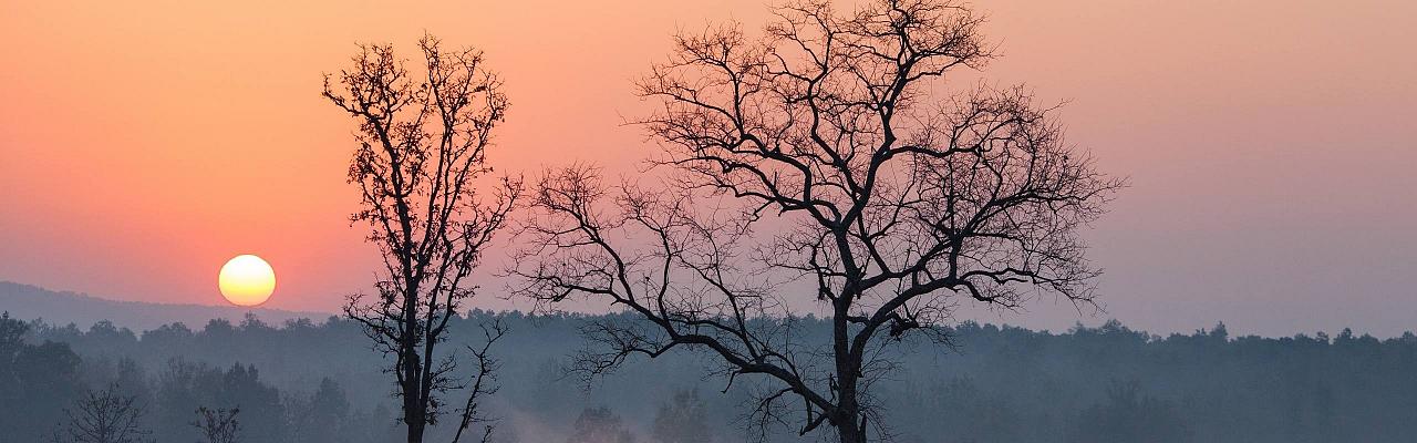 India Birding, India Nature Tour, India Wildlife Tour, India Wildlife Safari, Naturalist Journeys, Sunderbans