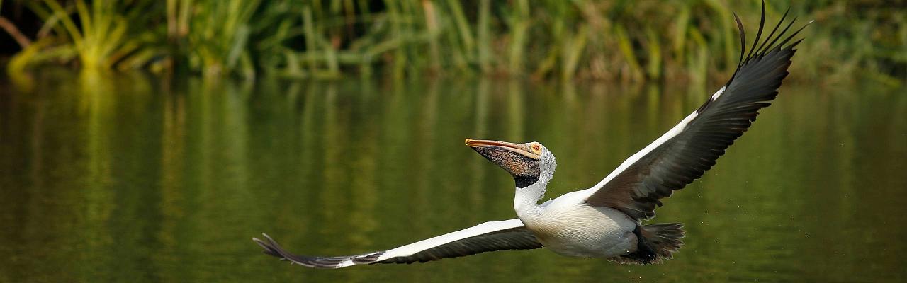 India Birding, India Nature Tour, India Wildlife Tour, India Wildlife Safari, Naturalist Journeys