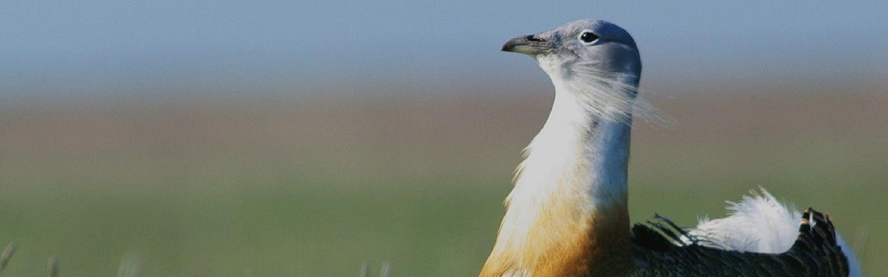 Great Bustard, Austria, Hungary, Naturalist Journeys 