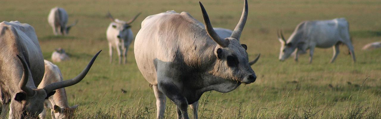 Hungarian Gray Cattle, Austria, Hungry, European Nature Tour, European Birding Tour, European Wildlife Tour, Austria Birding Tour, Hungary Birding Tour, Naturalist Journeys