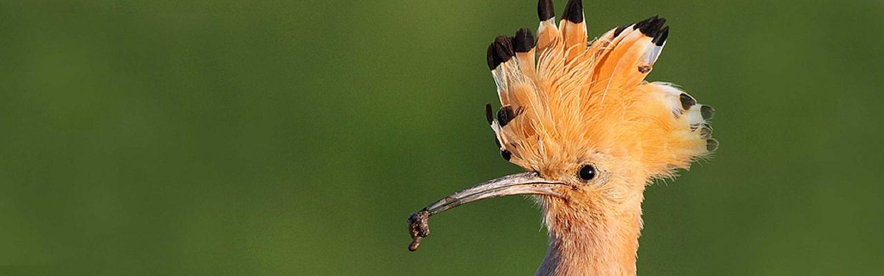 Hoopoe, Austria, Hungry, European Nature Tour, European Birding Tour, European Wildlife Tour, Austria Birding Tour, Hungary Birding Tour, Naturalist Journeys