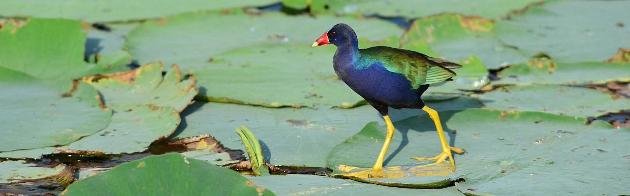 Birding Trinidad, Bird watching Trinidad, South American birds, Naturalist Journeys, Wildlife Tour, Wildlife Photography, Ecotourism, Specialty Birds, Endemic Birds, Birding Hotspot, Asa Wright Nature Center