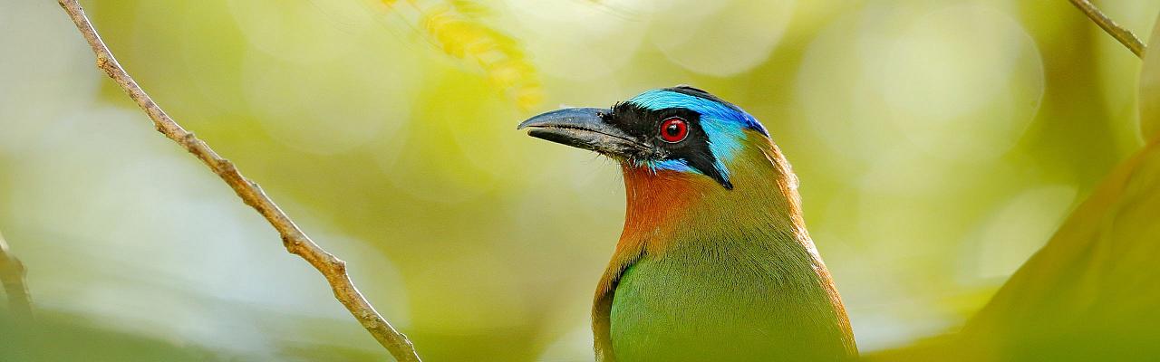 Birding Trinidad, Bird watching Trinidad, South American birds, Naturalist Journeys, Wildlife Tour, Wildlife Photography, Ecotourism, Specialty Birds, Endemic Birds, Birding Hotspot, Asa Wright Nature Center