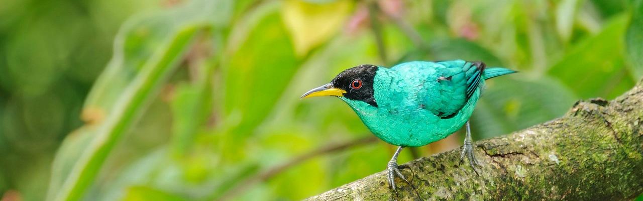 Birding Trinidad, Bird watching Trinidad, South American birds, Naturalist Journeys, Wildlife Tour, Wildlife Photography, Ecotourism, Specialty Birds, Endemic Birds, Birding Hotspot, Asa Wright Nature Center