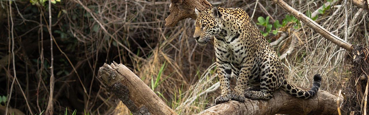 Jaguar, Birding Brazil, Bird watching Brazil, Brazil, South American Birds, Naturalist Journeys, Wildlife Tour, Wildlife Photography, Ecotourism, Specialty Birds, Endemic Birds, Birding Hotspot, Jaguar, Pantanal