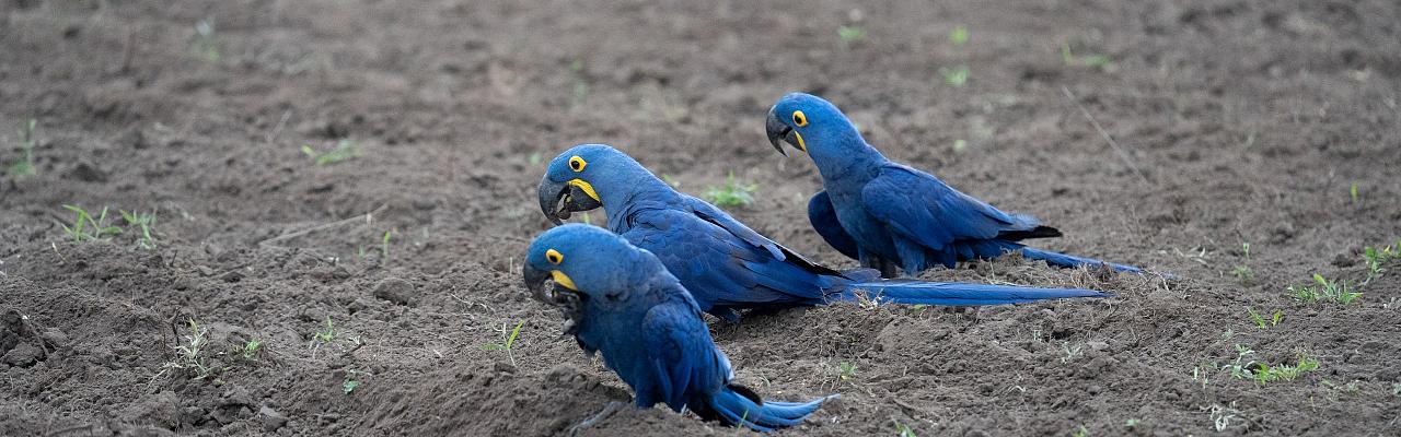 Hyacinth Macaws, Birding Brazil, Bird watching Brazil, Brazil, South American Birds, Naturalist Journeys, Wildlife Tour, Wildlife Photography, Ecotourism, Specialty Birds, Endemic Birds, Birding Hotspot, Jaguar, Pantanal