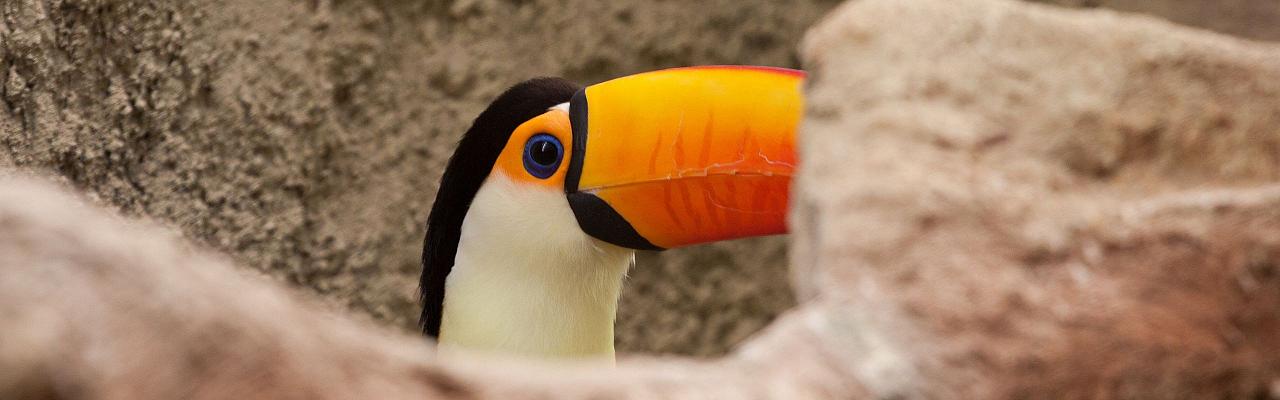 Toco Toucan, Birding Brazil, Bird watching Brazil, Brazil, South American Birds, Naturalist Journeys, Wildlife Tour, Wildlife Photography, Ecotourism, Specialty Birds, Endemic Birds, Birding Hotspot, Jaguar, Pantanal