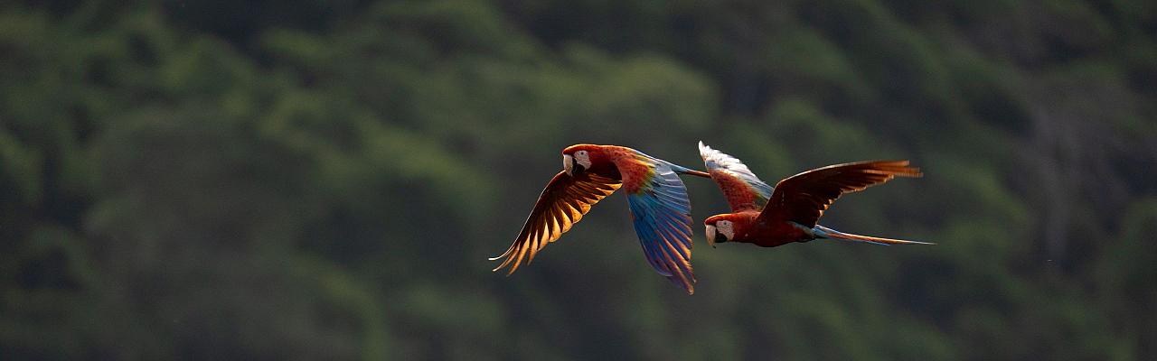 Macaws, Birding Brazil, Bird watching Brazil, Brazil, South American Birds, Naturalist Journeys, Wildlife Tour, Wildlife Photography, Ecotourism, Specialty Birds, Endemic Birds, Birding Hotspot, Jaguar, Pantanal