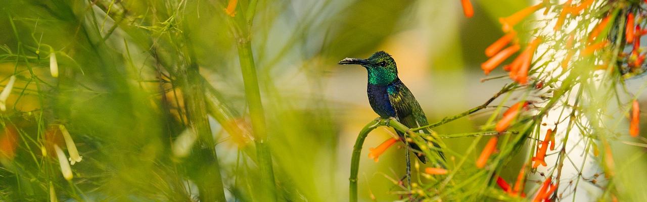 Hummingbird, Birding Brazil, Bird watching Brazil, Brazil, South American Birds, Naturalist Journeys, Wildlife Tour, Wildlife Photography, Ecotourism, Specialty Birds, Endemic Birds, Birding Hotspot, Jaguar, Pantanal