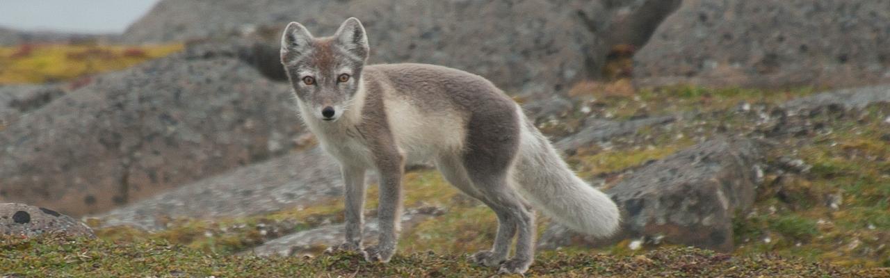 Arctic Fox, Svalbard, Spitsbergen, Svalbard Birding Cruise, Svalbard Nature Cruise, Naturalist Journeys