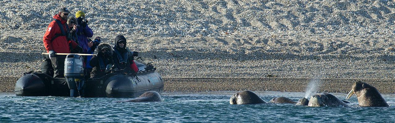 Zodiac Cruising, Svalbard, Spitsbergen, Svalbard Birding Cruise, Svalbard Nature Cruise, Naturalist Journeys