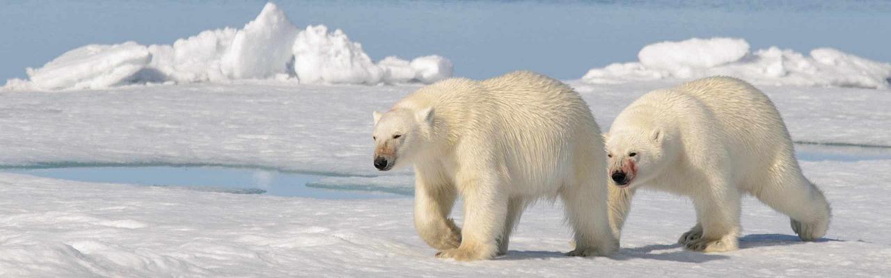Polar Bears, Svalbard, Spitsbergen, Svalbard Birding Cruise, Svalbard Nature Cruise, Naturalist Journeys