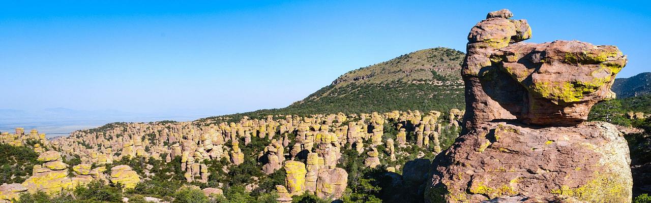 Birding Arizona, Bird Watching Arizona, Naturalist Journeys, Wildlife Tour, Wildlife Photography, Ecotourism, Specialty Birds, Endemic Birds, Birding Hotspot, Sky Islands, Saguaro National Park