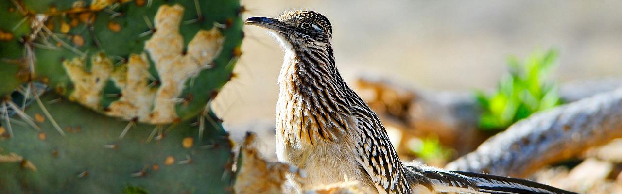 Southeast Arizona Birding & Nature Tour 2024 - Sky Island Mountain Ranges