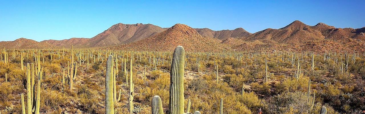 Birding Arizona, Bird Watching Arizona, Naturalist Journeys, Wildlife Tour, Wildlife Photography, Ecotourism, Specialty Birds, Endemic Birds, Birding Hotspot, Sky Islands, Saguaro National Park