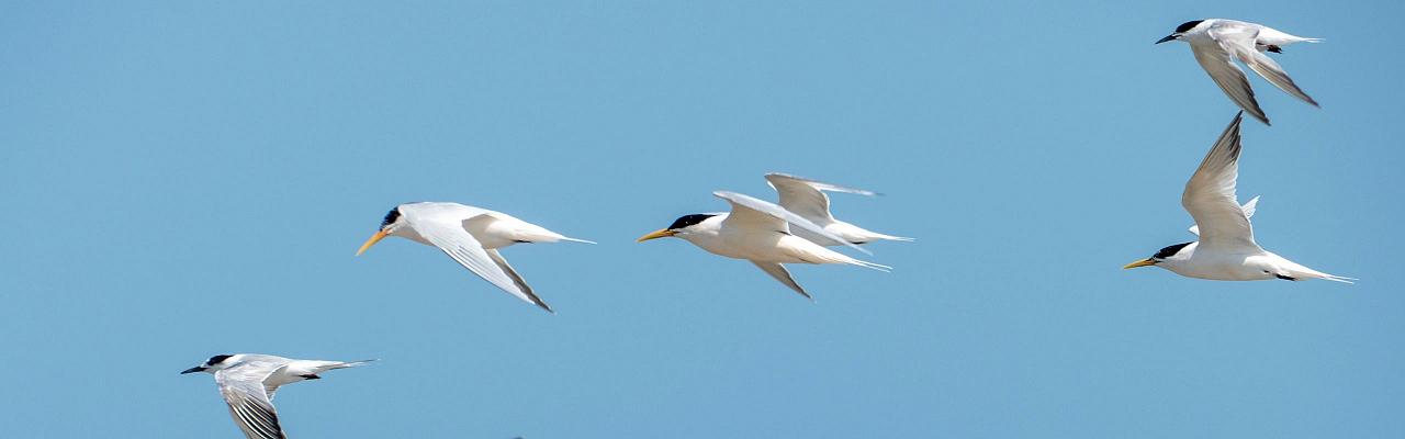 Roseate Terns, Birding Arctic Canada, Bird watching, Newfoundland, Sable Islands, Novascotia, Naturalist Journeys, Wildlife Tour, Wildlife Photography, Ecotourism, Specialty Birds, Endemic Birds, Birding Hotspot, Cruise