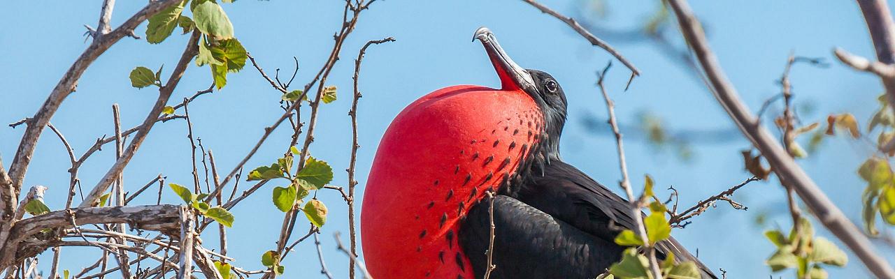 Birding Galapagos, Bird watching Galapagos, Galápagos Islands, South American Birds, Naturalist Journeys, Wildlife Tour, Wildlife Photography, Ecotourism, Specialty Birds, Endemic Birds, Birding Hotspot, Cruise