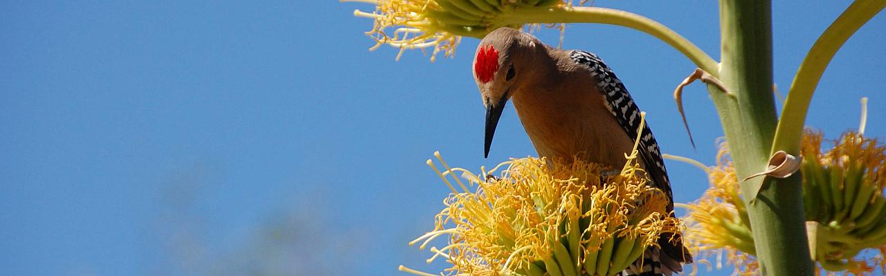 Gila Woodpecker, Southeast Arizona, Arizona, Arizona Nature Tour, Arizona Birding Tour, Naturalist Journeys