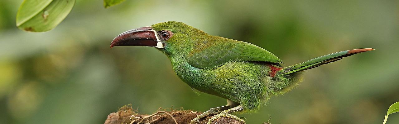 Crimson-rumped Toucanet, Birding Ecuador, Bird watching Ecuador, Ecuador, South American Birds, Naturalist Journeys, Wildlife Tour, Wildlife Photography, Ecotourism, Specialty Birds, Endemic Birds, Birding Hotspot