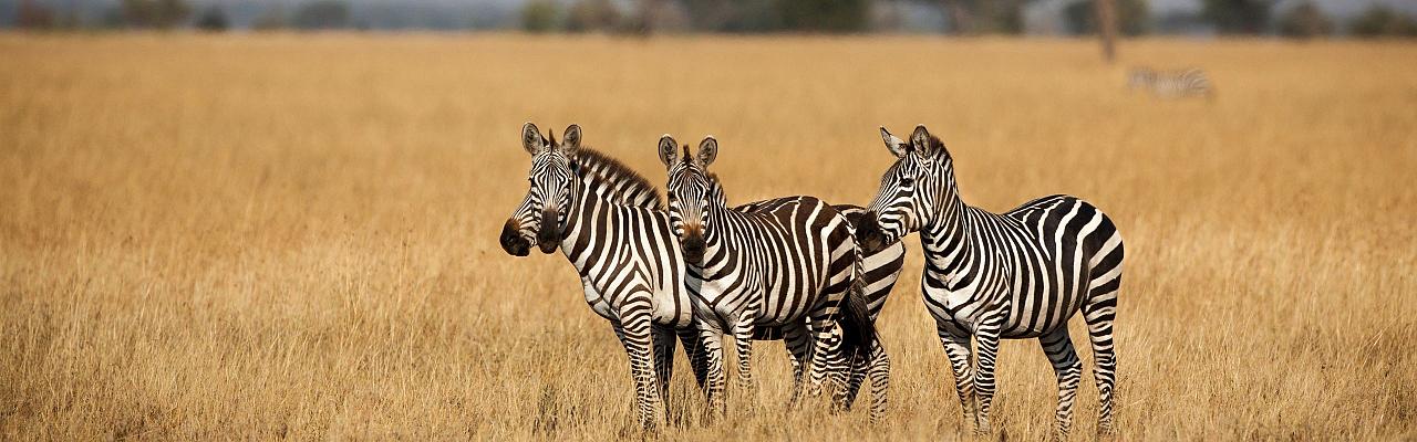 Birding Namibia, Birding Botswana, Africa, African birds, Naturalist Journeys, Wildlife Tour, Wildlife Photography, Ecotourism, Specialty Birds, Endemic Birds, Birding Hotspot, Birding Safari, Lion, Jaguar, Elephant