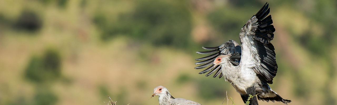 Birding Namibia, Birding Botswana, Africa, African birds, Naturalist Journeys, Wildlife Tour, Wildlife Photography, Ecotourism, Specialty Birds, Endemic Birds, Birding Hotspot, Birding Safari, Lion, Jaguar, Elephant