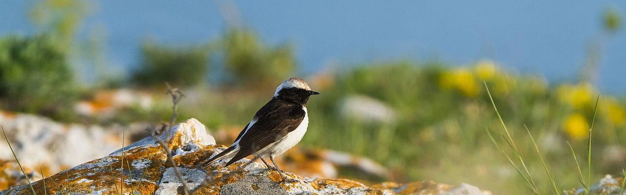 Birding Romania, Birding Bulgaria, Bird Watching Europe, European Birds, Naturalist Journeys, Wildlife Tour, Wildlife Photography, Ecotourism, Specialty Birds, Endemic Birds, Birding Hotspot, Black Sea, Bird Migration