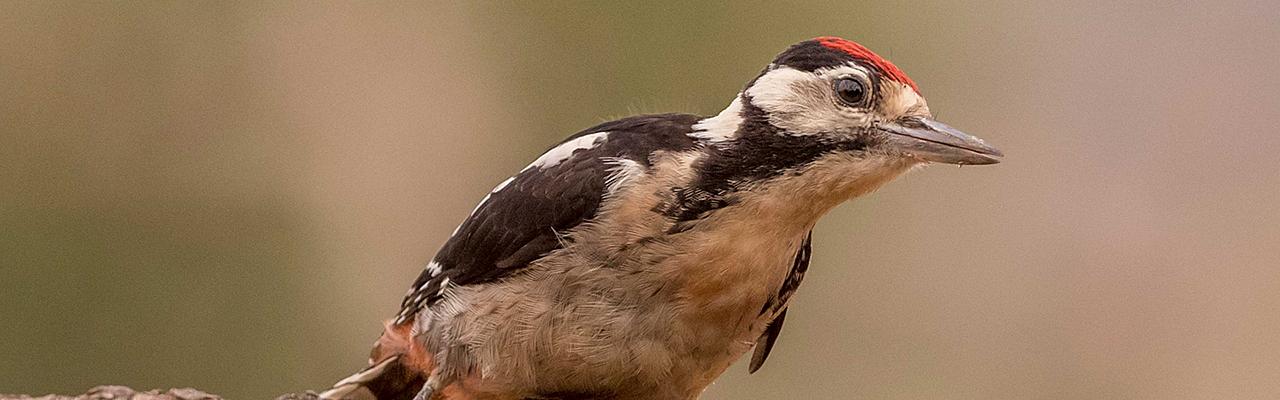 Great Spotted Woodpecker, Spain Birding Tour, Spain Nature Tour, Spain, Naturalist Journeys