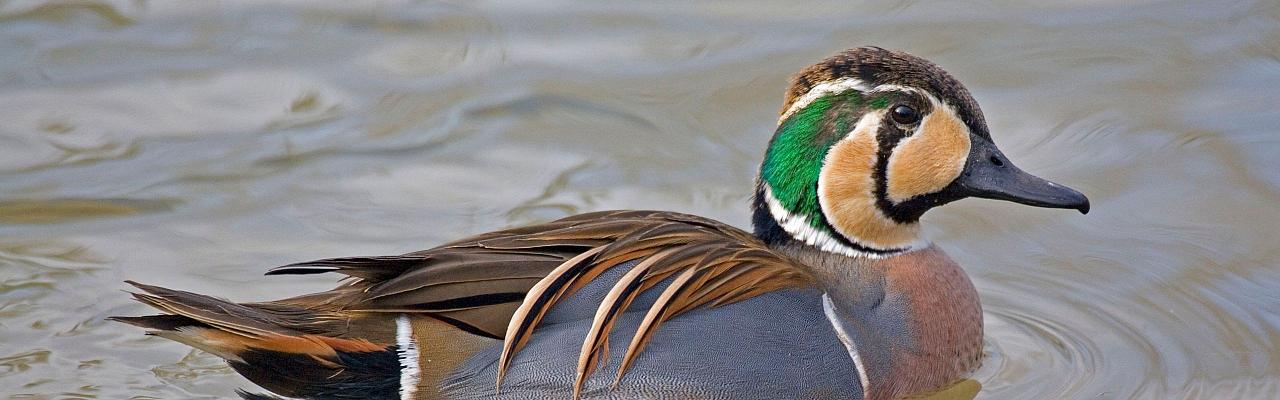 Baikal Teal, Birding Japan, Bird watching Japan, Hokkaido, Asian Birds, Naturalist Journeys, Wildlife Tour, Wildlife Photography, Ecotourism, Specialty Birds, Endemic Birds, Birding Hotspot