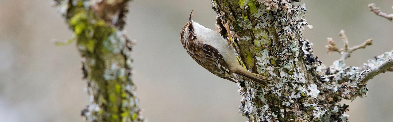 Birding Minnesota, Bird watching Minnesota, The Great Lakes, Naturalist Journeys, Wildlife Tour, Wildlife Photography, Ecotourism, Specialty Birds, Birding Hotspot, Owls