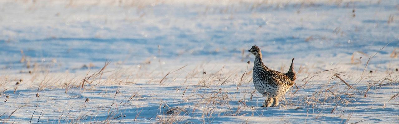 Birding Minnesota, Bird watching Minnesota, The Great Lakes, Naturalist Journeys, Wildlife Tour, Wildlife Photography, Ecotourism, Specialty Birds, Birding Hotspot, Owls