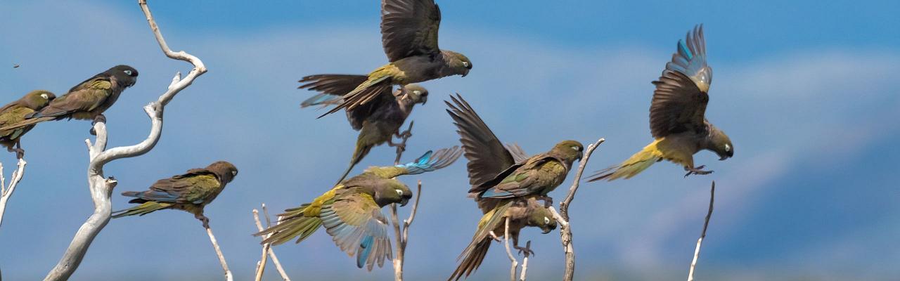 Birding Argentina, Bird watching, South America, Northwest Argentina, Naturalist Journeys, Wildlife Tour, Wildlife Photography, Ecotourism, Specialty Birds, Birding Hotspot