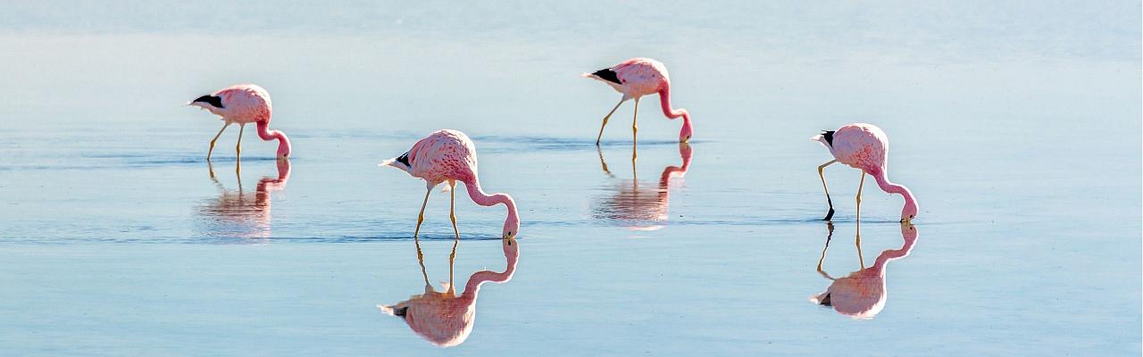 Birding Argentina, Bird watching, South America, Northwest Argentina, Naturalist Journeys, Wildlife Tour, Wildlife Photography, Ecotourism, Specialty Birds, Birding Hotspot