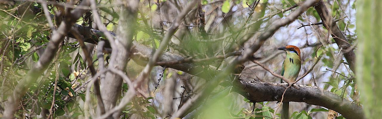 Russet-crowned Motmot, Mexico, Mexico Birding Tour, Mexico Nature Tour, Alamos, Naturalist Journeys