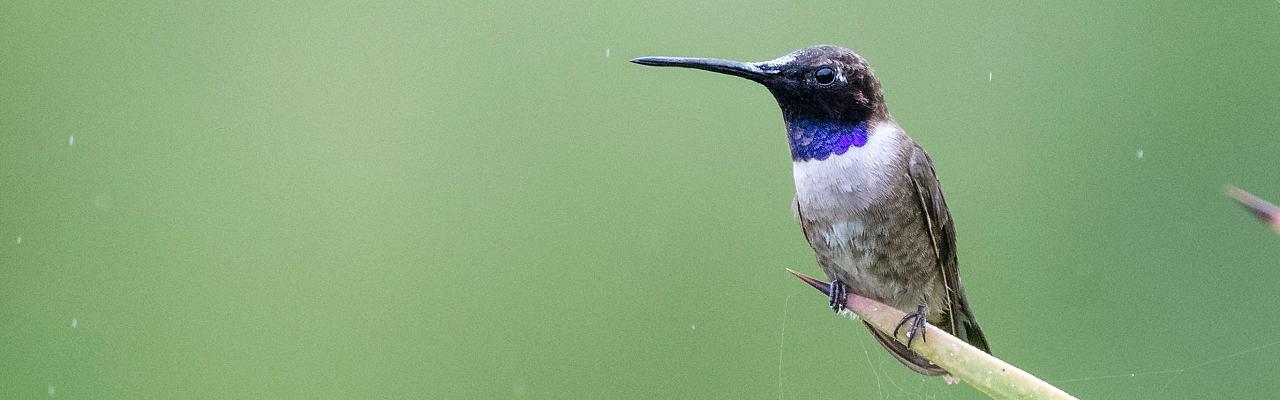 Birding Texas Hill Country, Bird watching, Texas, Hill Country, Naturalist Journeys, Wildlife Tour, Wildlife Photography, Ecotourism, Specialty Birds, Birding Hotspot