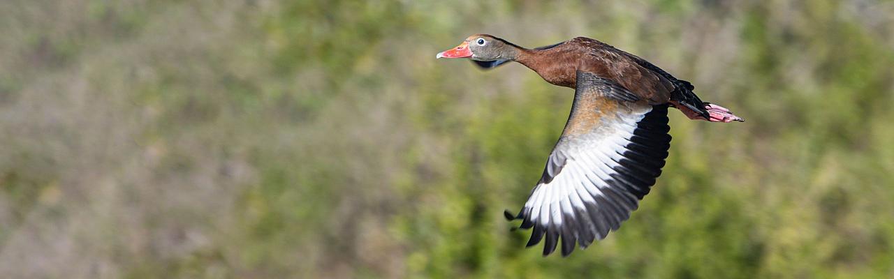 Black-belled Whistling-Ducks, Birding Texas Hill Country, Bird watching, Texas, Hill Country, Naturalist Journeys, Wildlife Tour, Wildlife Photography, Ecotourism, Specialty Birds, Birding Hotspot