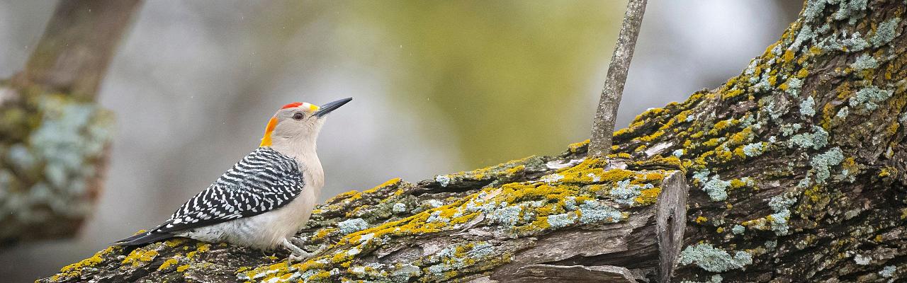 Birding Texas Hill Country, Bird watching, Texas, Hill Country, Naturalist Journeys, Wildlife Tour, Wildlife Photography, Ecotourism, Specialty Birds, Birding Hotspot