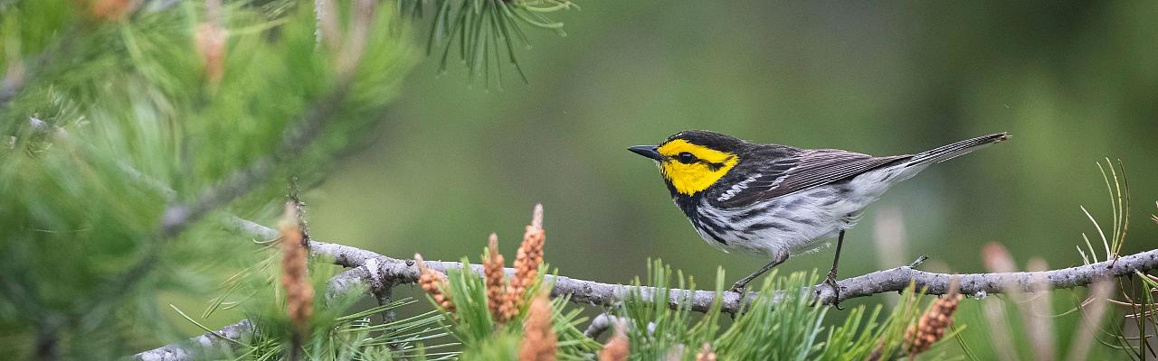 Birding Texas Hill Country, Bird watching, Texas, Hill Country, Naturalist Journeys, Wildlife Tour, Wildlife Photography, Ecotourism, Specialty Birds, Birding Hotspot