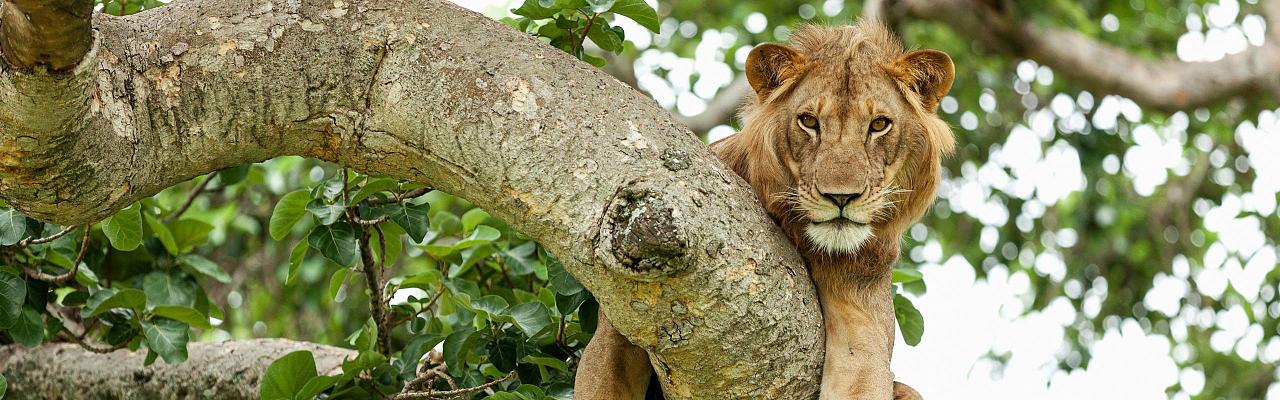 Lion in Tree, Birding Uganda, Bird Watching Uganda, Uganda, African Birds, Naturalist Journeys, Wildlife Tour, Wildlife Photography, Ecotourism, Specialty Birds, Endemic Birds, Birding Hotspot, Gorilla Trek, Queen Elizabeth National Park 