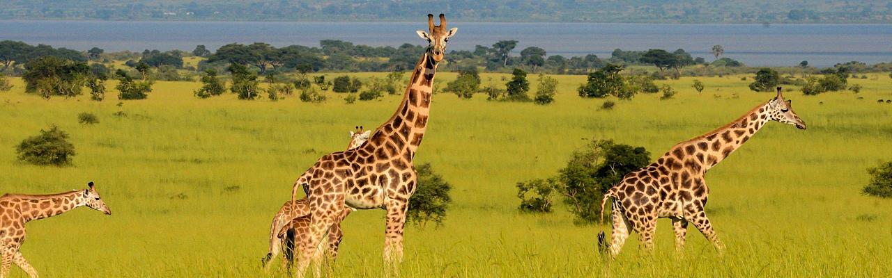 Giraffe, Birding Uganda, Bird Watching Uganda, Uganda, African Birds, Naturalist Journeys, Wildlife Tour, Wildlife Photography, Ecotourism, Specialty Birds, Endemic Birds, Birding Hotspot, Gorilla Trek, Queen Elizabeth National Park 