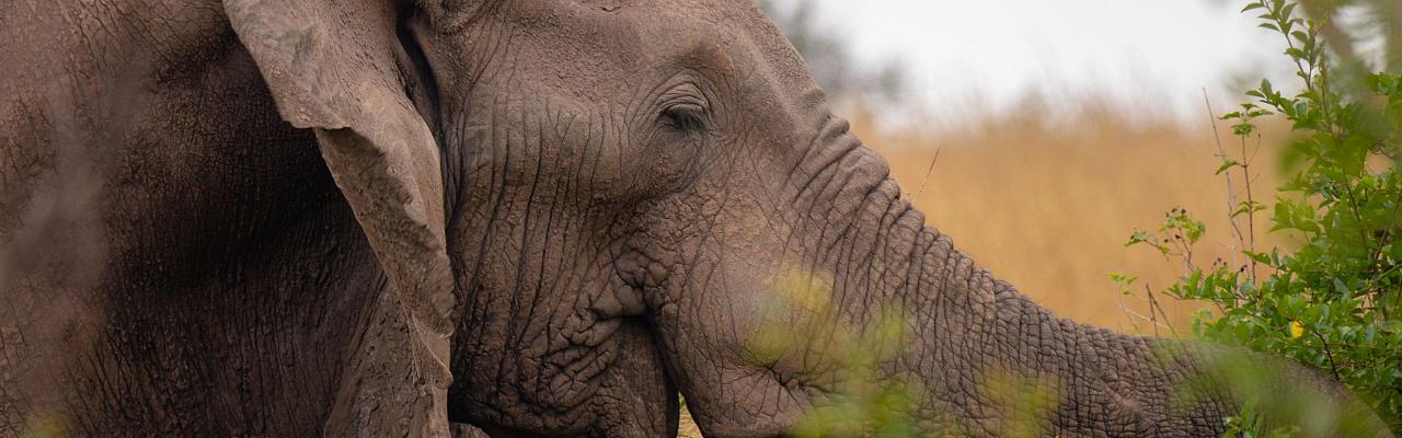 Elephant, Birding Uganda, Bird Watching Uganda, Uganda, African Birds, Naturalist Journeys, Wildlife Tour, Wildlife Photography, Ecotourism, Specialty Birds, Endemic Birds, Birding Hotspot, Gorilla Trek, Queen Elizabeth National Park 