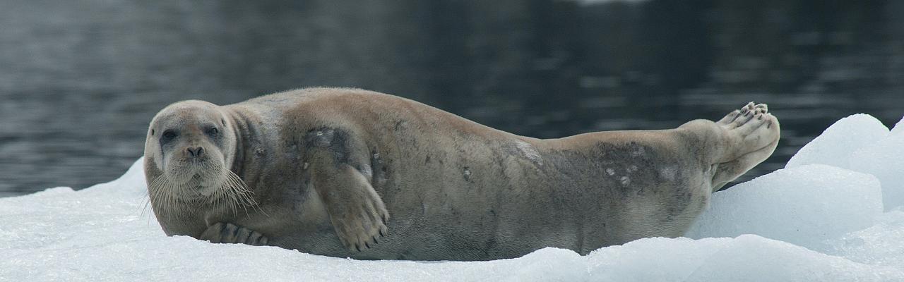 Bearded Seal, Svalbard, Spitsbergen, Svalbard Birding Cruise, Svalbard Nature Cruise, Naturalist Journeys