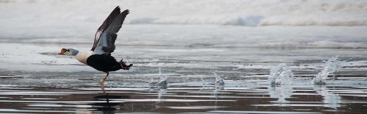 Eider Duck, Birding Svalbard, Svalbard Nature, Spitsbergen, Bird watching Svalbard, Polar Region, Naturalist Journeys, Wildlife Tour, Wildlife Photography, Ecotourism, Specialty Birds, Birding Hotspot, Polar Bears