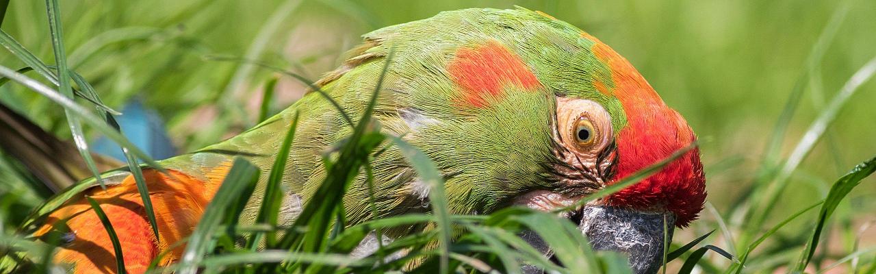 Birding Bolivia, Bird watching Bolivia, South America, Naturalist Journeys, Wildlife Tour, Wildlife Photography, Ecotourism, Specialty Birds, Birding Hotspot